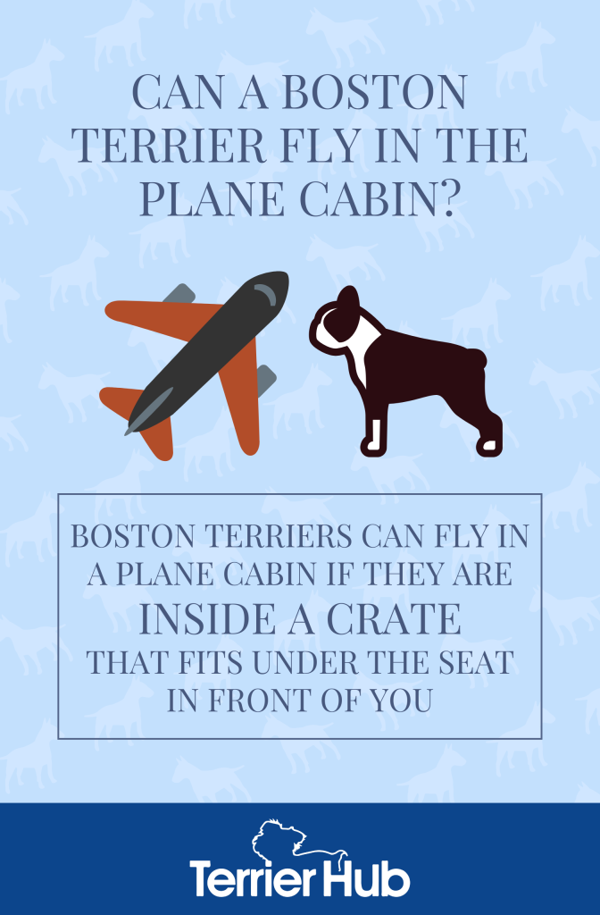 Graphic image of a Boston Terrier and a plane with a text explaining whether Boston Terriers can fly in the plane cabin