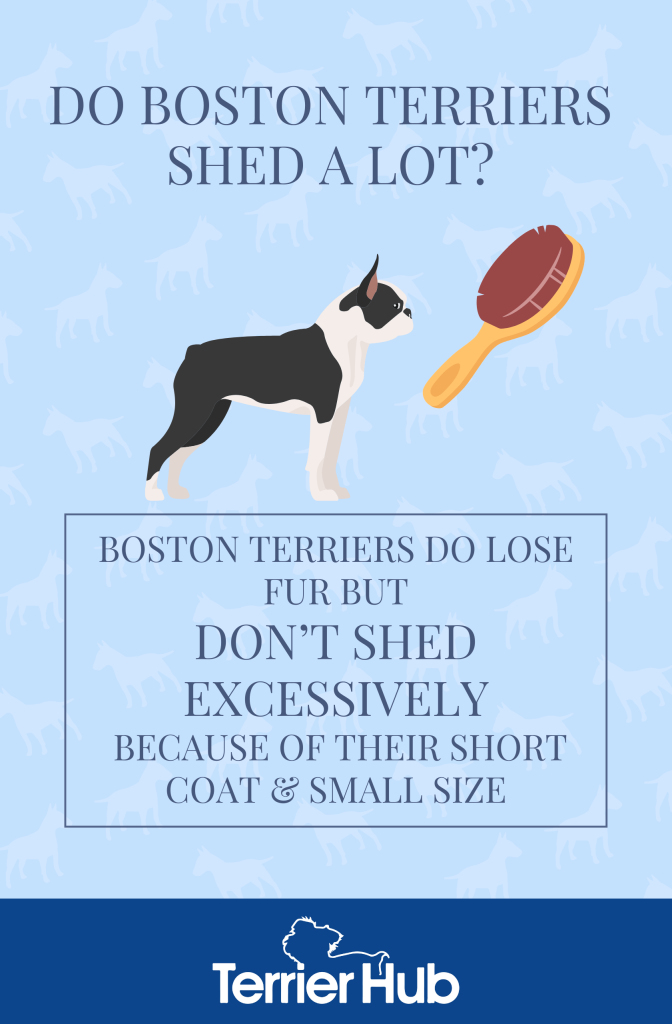 Graphic image of a black and white Boston Terrier and a brush with a text explaining whether Bostons shed a lot