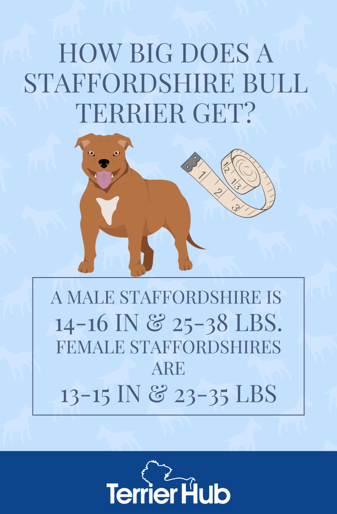Graphic image of a brown Staffordshire Bull Terrier and a tape measure explaining how big Staffordshires get over time