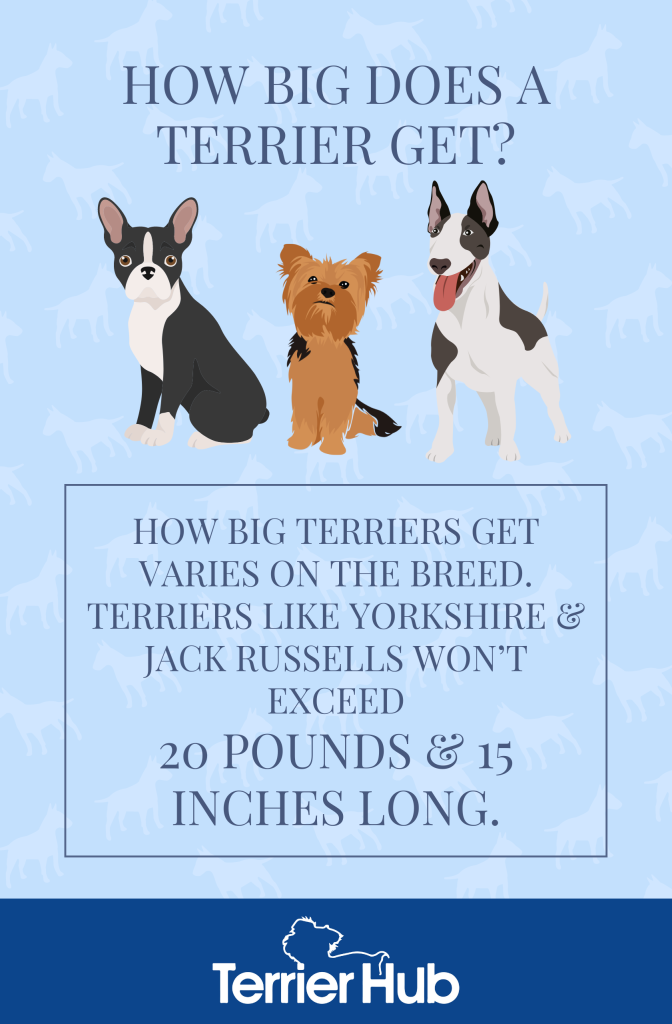 Graphic image of three different kinds of Terriers with a text explaining how big they can get