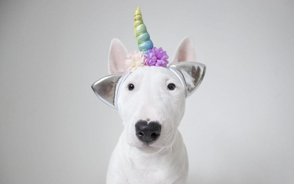 A Bull terrier with a white coating wearing a unicorn headband