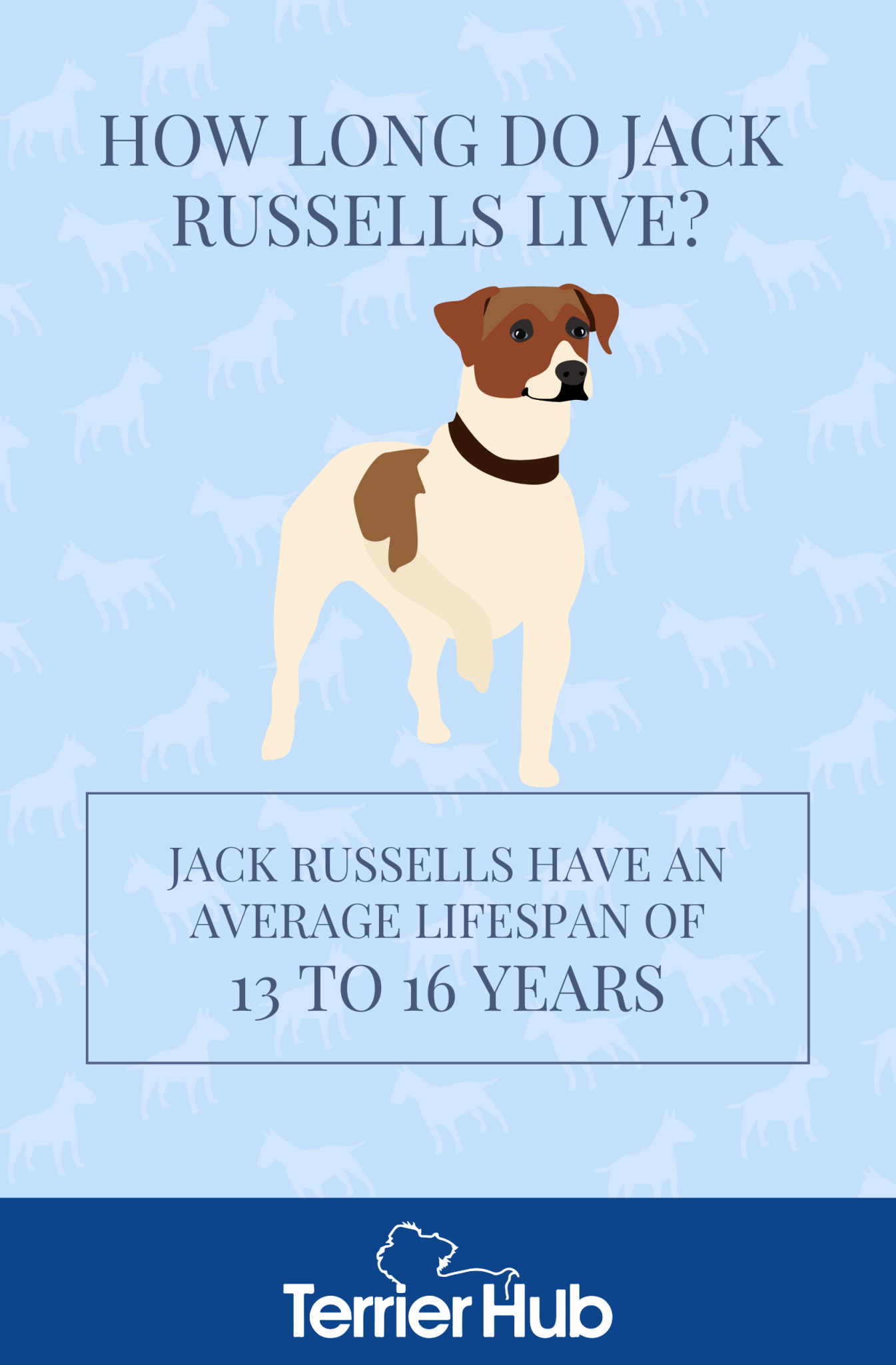 How Long Do Jack Russells Live? Terrier Hub