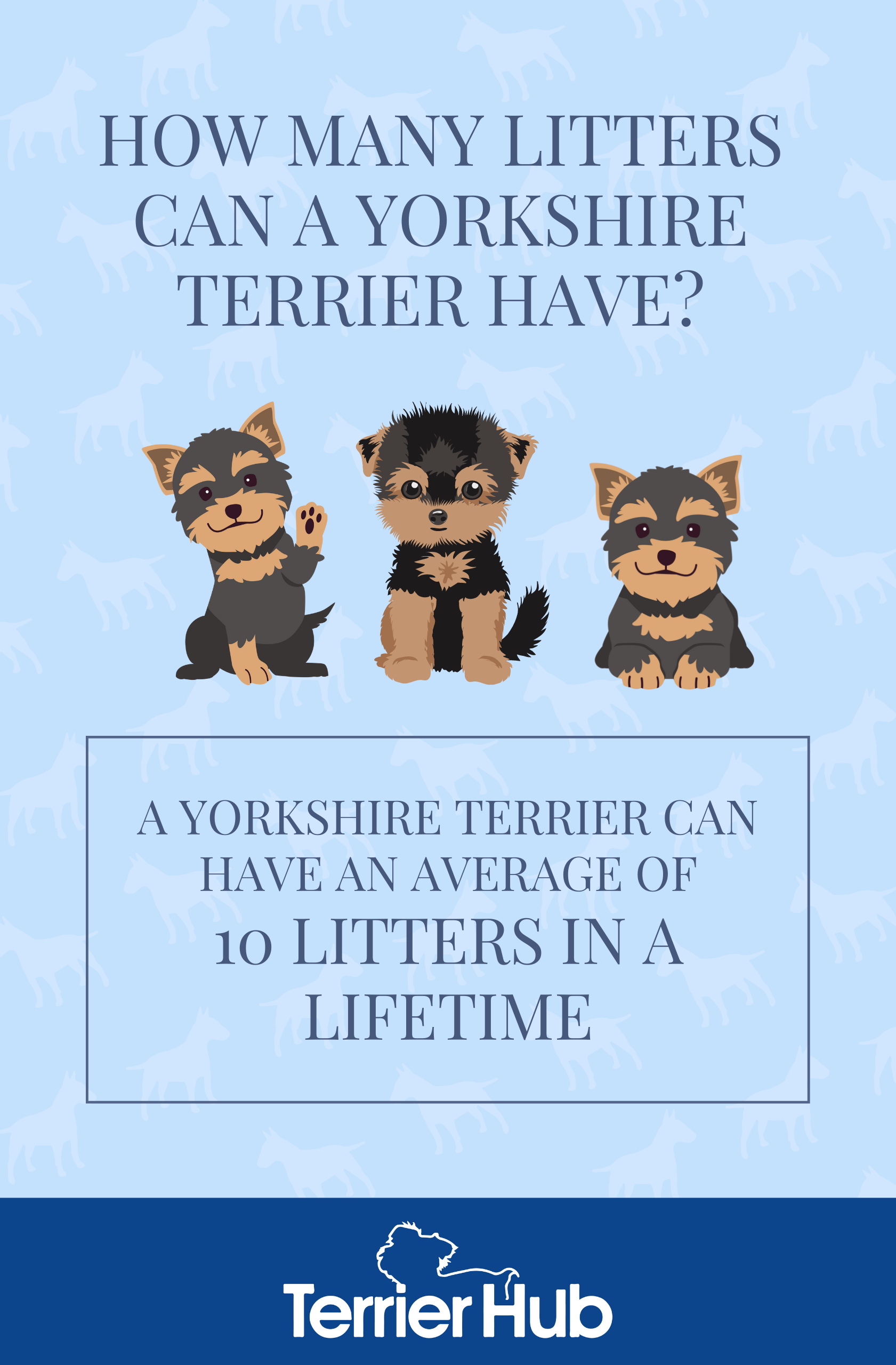 How Many Litters Can a Yorkshire Terrier Have? Terrier Hub