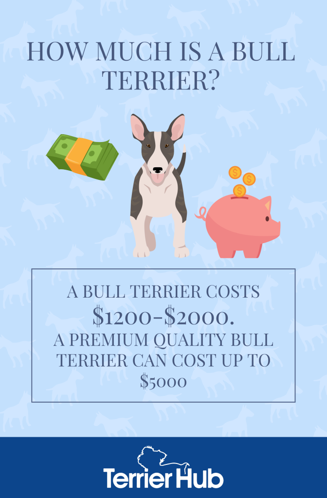 Graphic image of a Bull Terrier, piggy bank and paper bills that explains how much it costs to buy a Bull Terrier