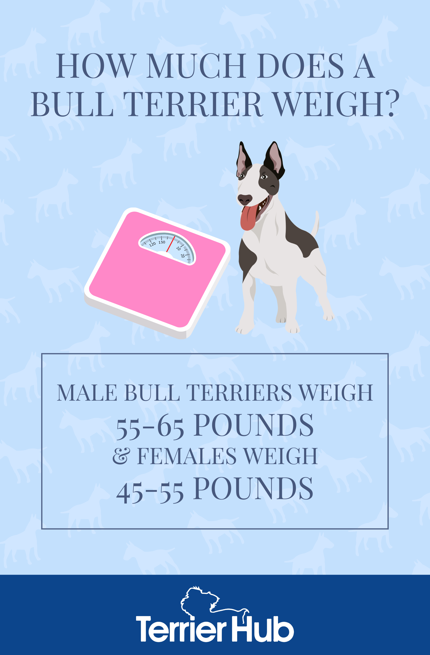 How Much Does A Bull Weigh? The Answer Will Shock You! - o8av5z4
