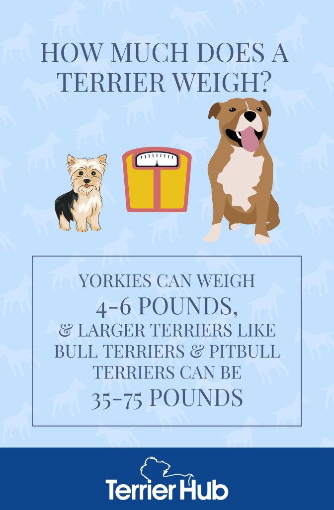 how much should my yorkie weigh