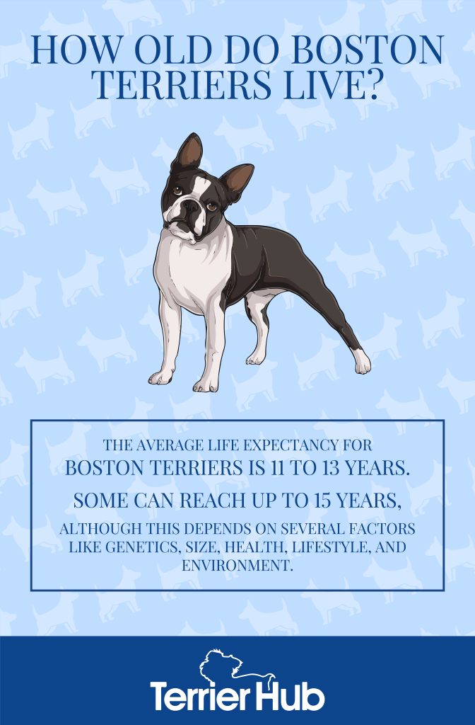 Graphic image of a white and black Boston Terrier that explains how Boston Terriers typically live up to 11-13 years