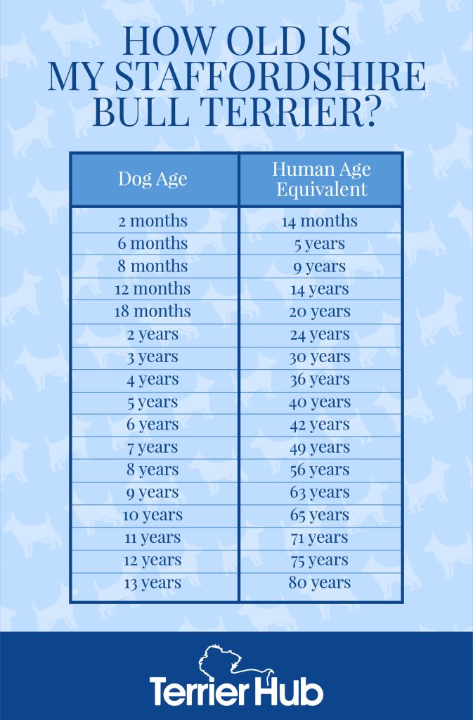 Graphic image of a chart that shows how old Staffordshire Bull Terriers are when compared to human age