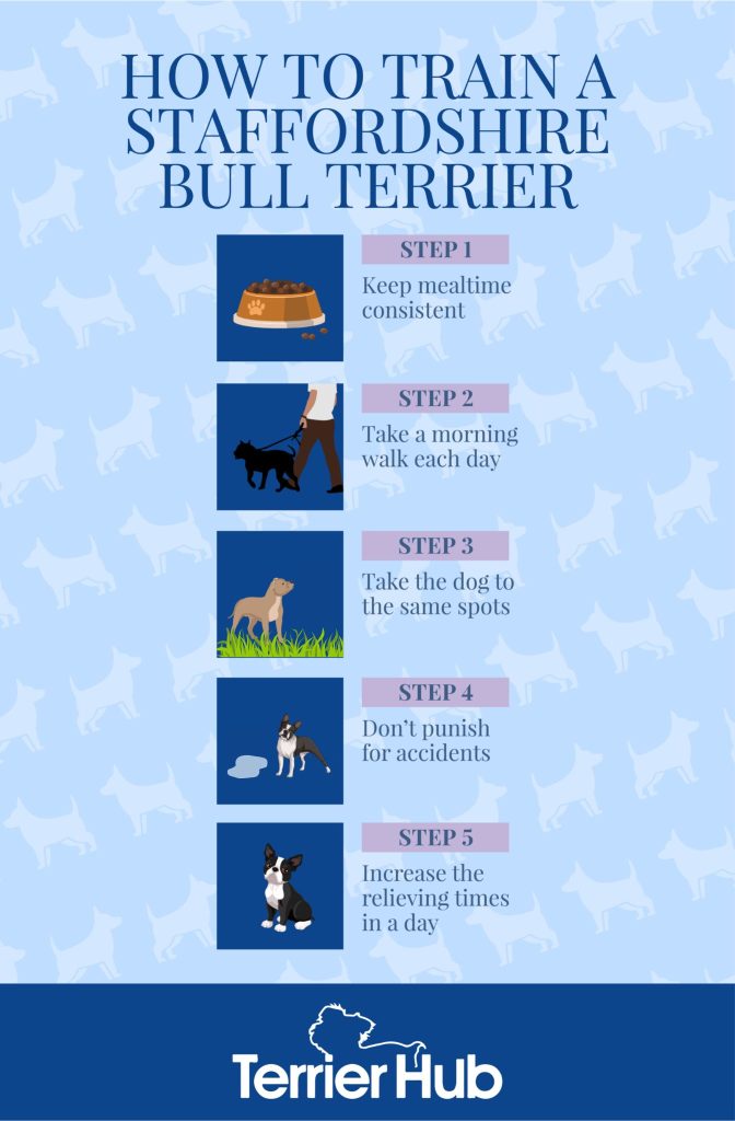 Graphic image that shows a series of images with text of a step by step guide on how to train a Staffordshire Bull Terrier