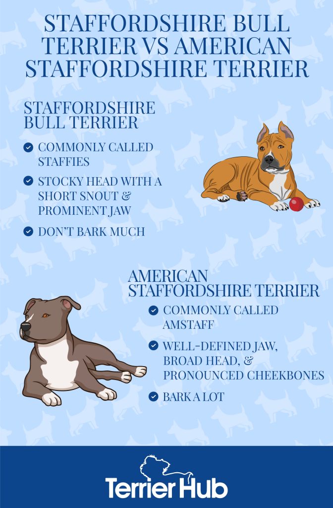 Graphic image of a Staffordshire Terrier and an American Staffordshire Terrier with a text explaining their differences