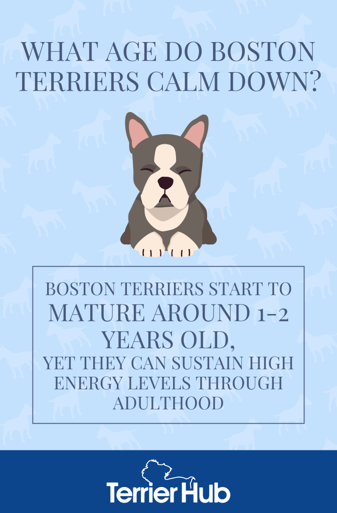 Graphic image of a gray Boston Terrier with a text explaining what age Boston Terriers calm down