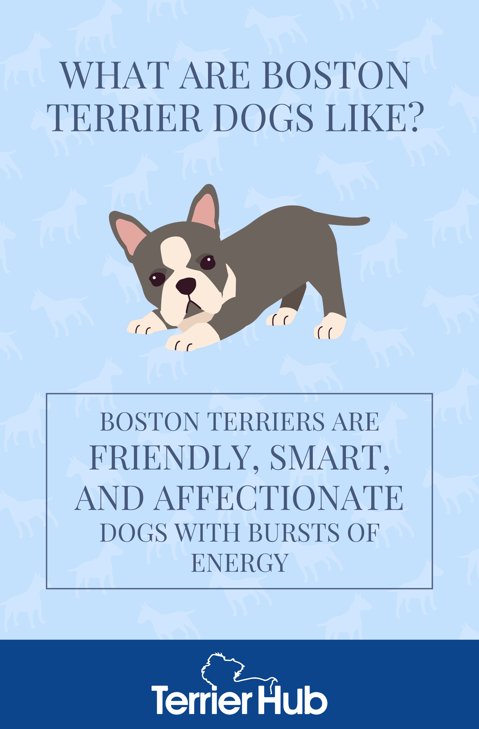 What Are Boston Terrier Dogs Like? TerrierHub