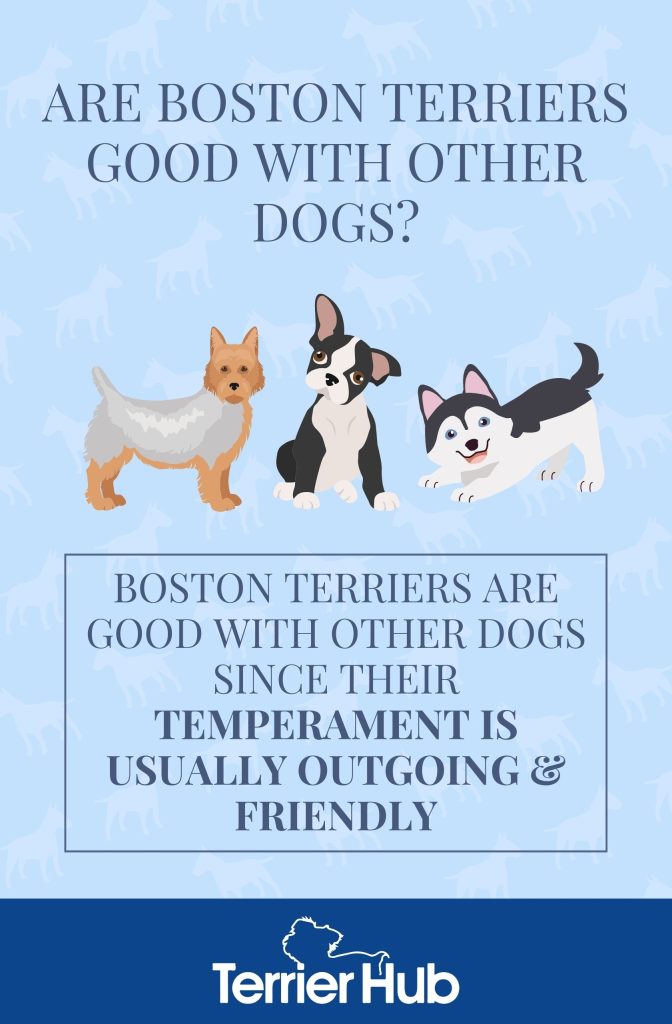 are terrier tye dogs good with other dogs