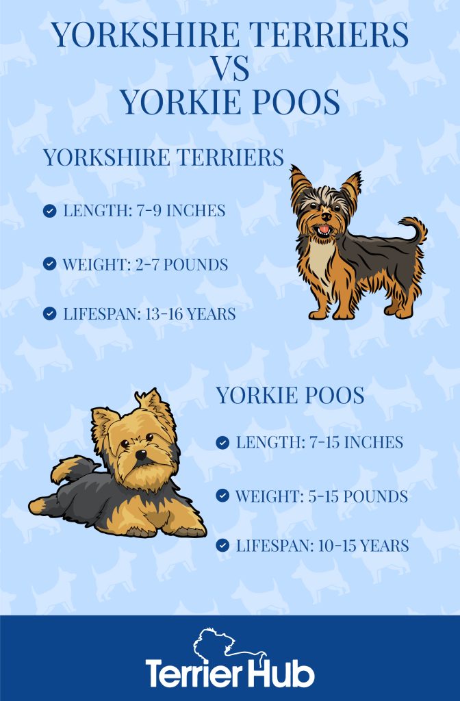 Graphic image of a Yorkshire Terrier and a Yorkie Poo that explains how they are different from each other