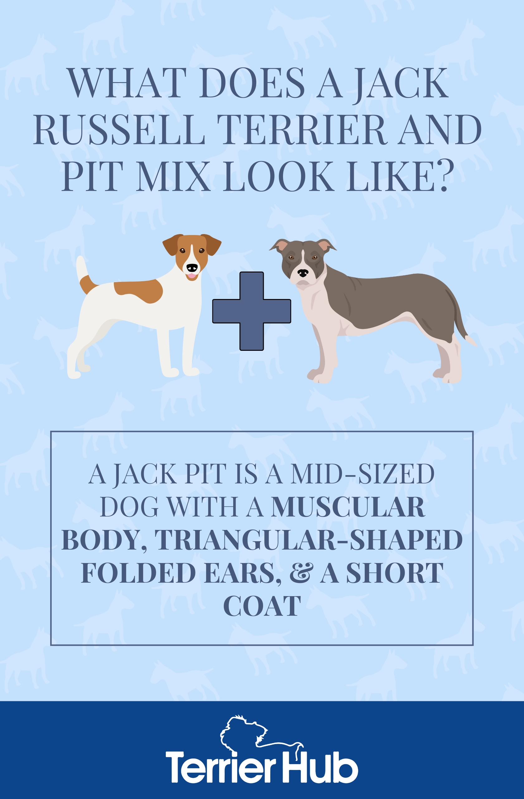 What Does a Jack Russell Terrier and Pit Mix Look Like? Terrier Hub