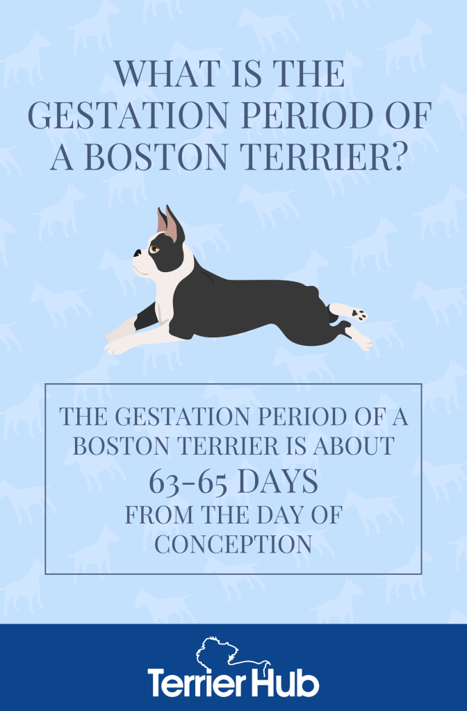 Graphic image of a Boston Terrier that explains that the gestation period of a Boston Terrier is around 63-65 days from conception