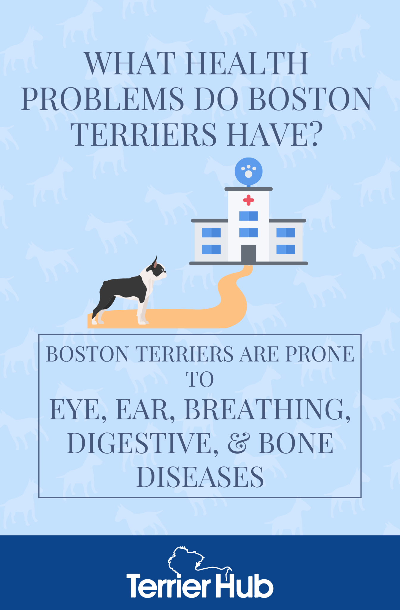What Health Problems Do Boston Terriers Have? TerrierHub