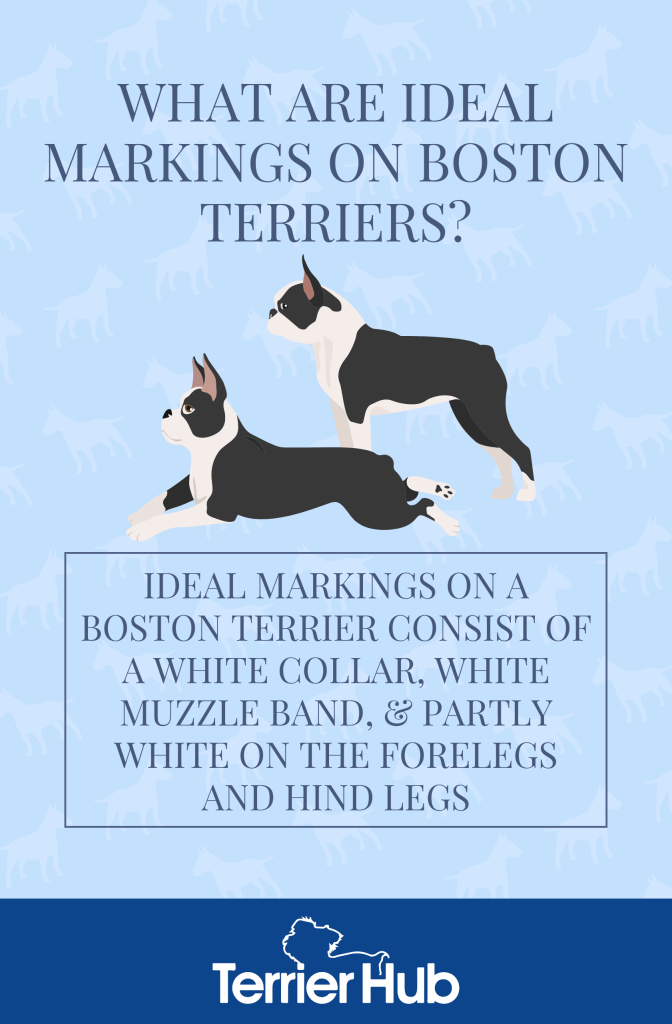 Graphic image of two Boston Terriers that explains what are the ideal markings for their breed