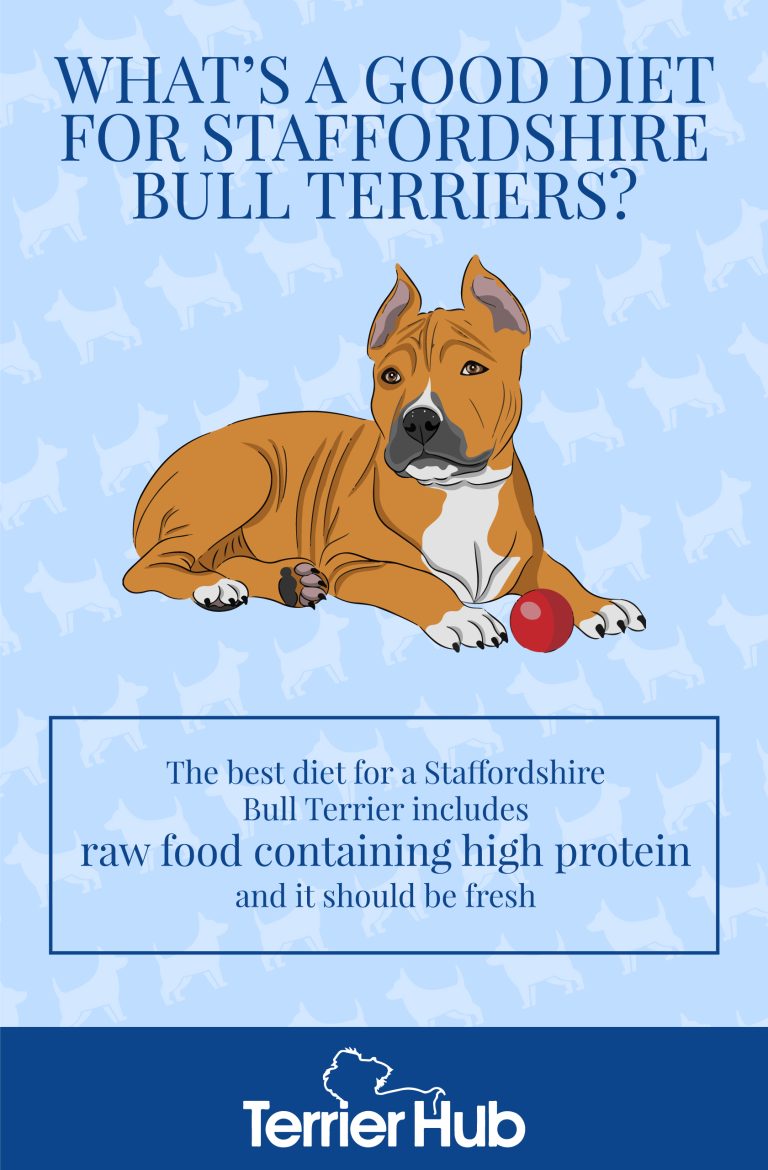 What Is The Best Diet For A Staffordshire Bull Terrier? Terrier Hub