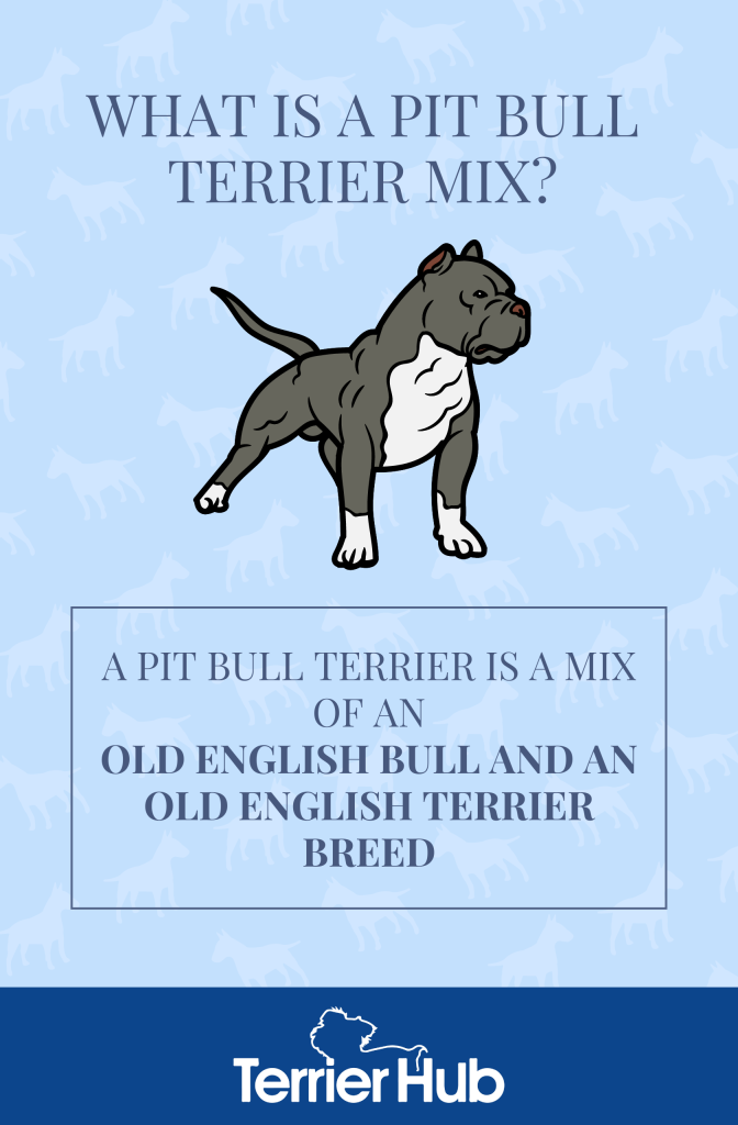 Graphic image of a gray and white Pit Bull Terrier that explains what breeds make up a Pit Bull Terrier