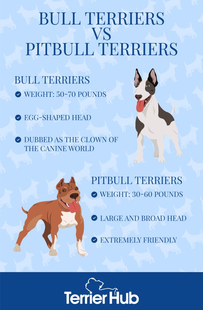 what are the features of a pitbull