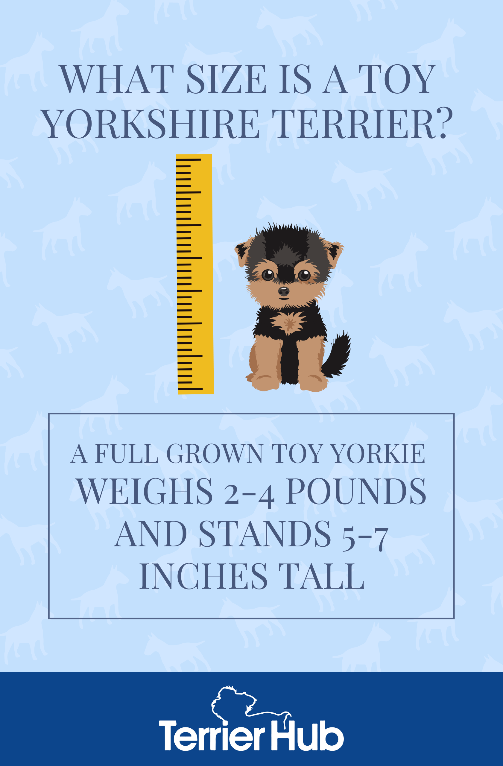 What Size Is a Toy Yorkshire Terrier? Terrier Hub