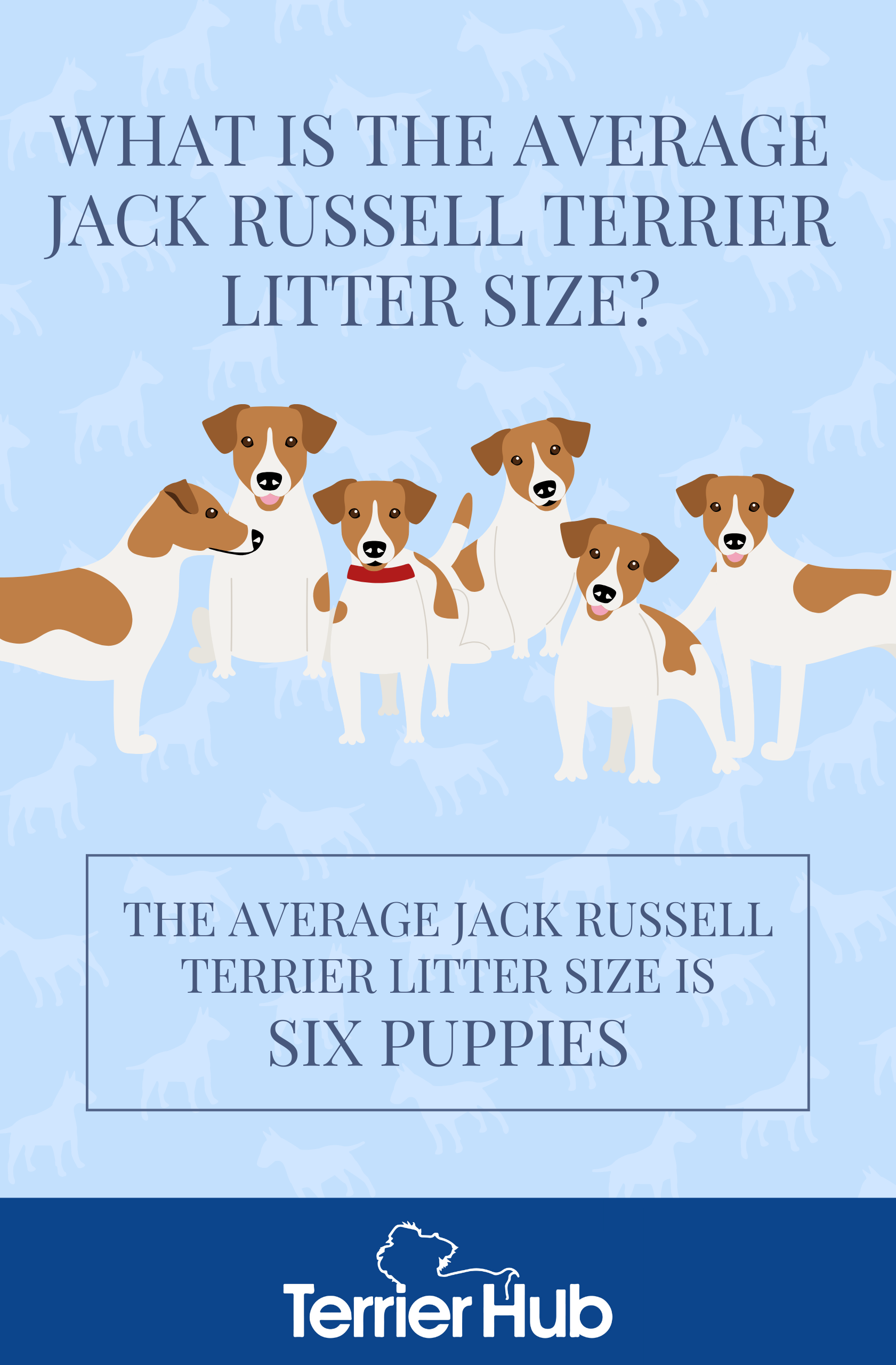 What Is the Average Jack Russell Terrier Litter Size? Terrier Hub