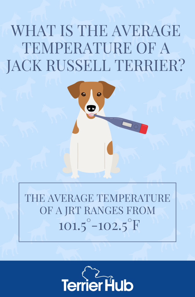 Graphic image of a white and brown Jack Russell and a thermometer that describes that the average temperature of Jack Russell Terriers ranges from 101.5 - 102.5 F
