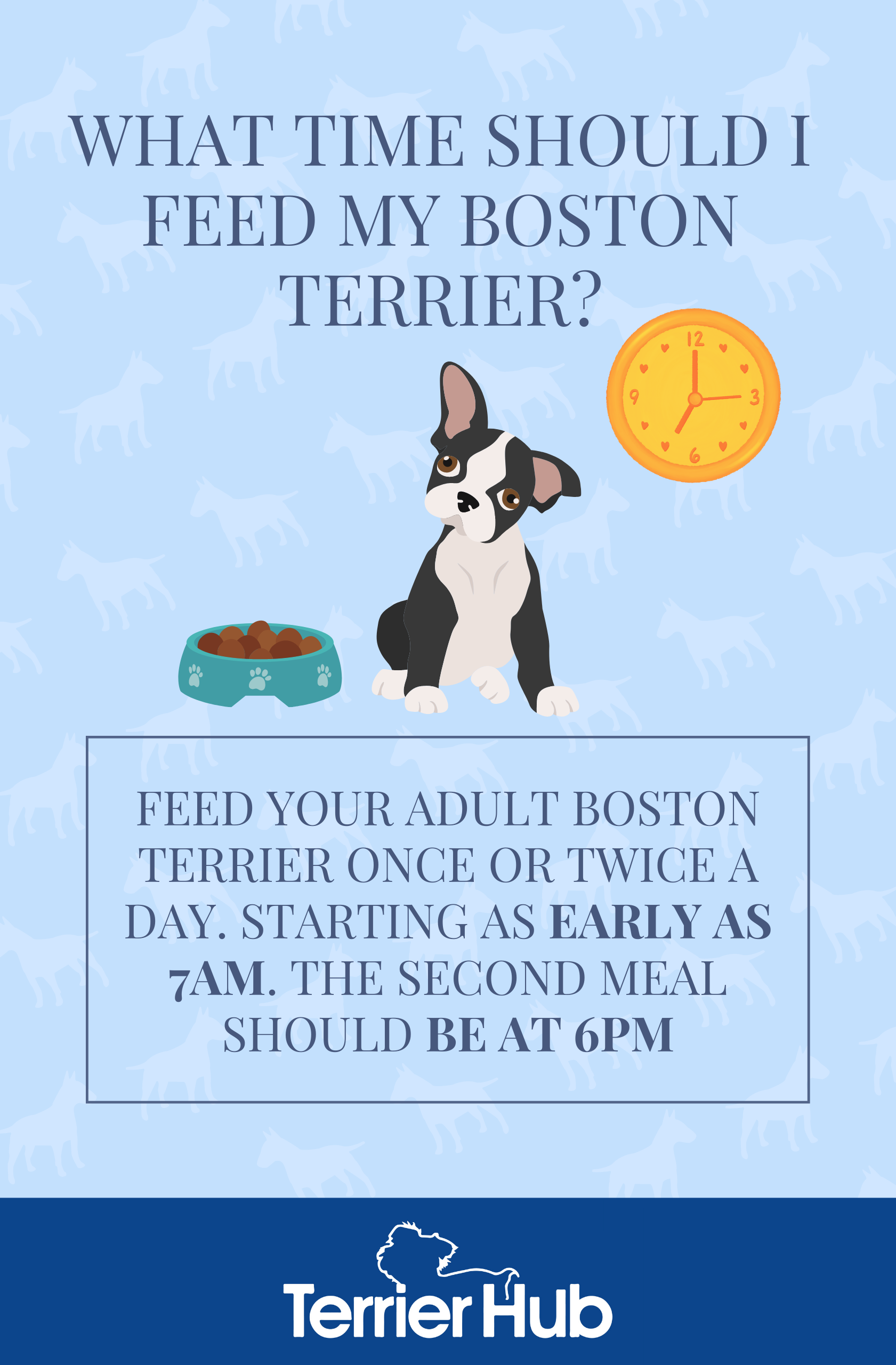 What Time Should I Feed My Boston Terrier? Terrier Hub