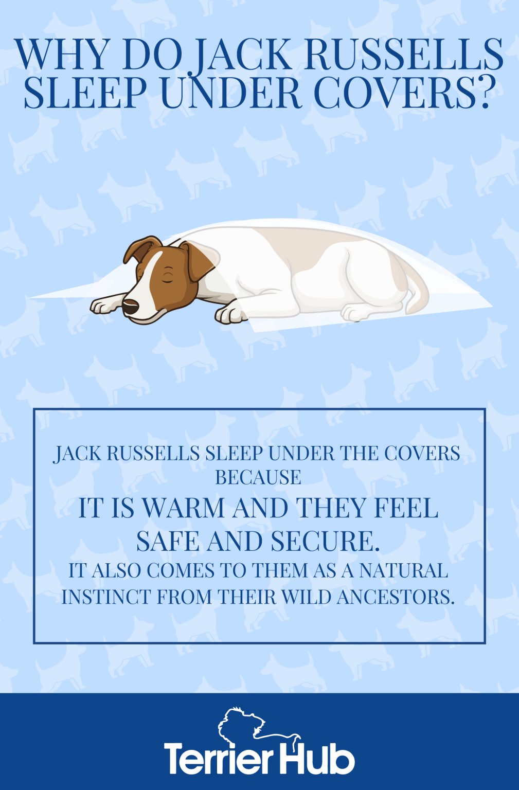 Why Do Jack Russells Sleep Under the Covers? Terrier Hub