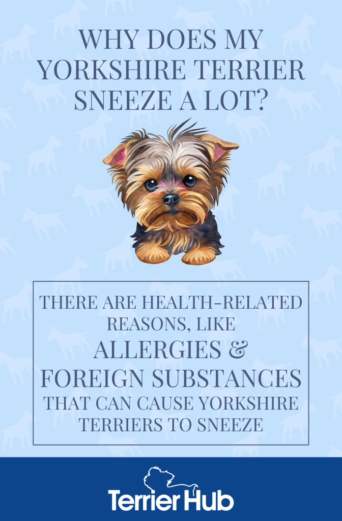 Graphic image of a Yorkshire Terrier with a text explaining the reason why Yorkies sneeze