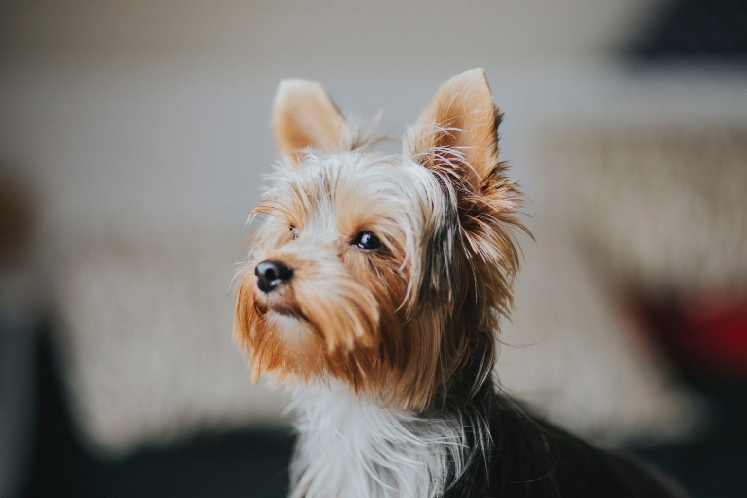 What Does a Yorkie Look Like? Terrier Hub