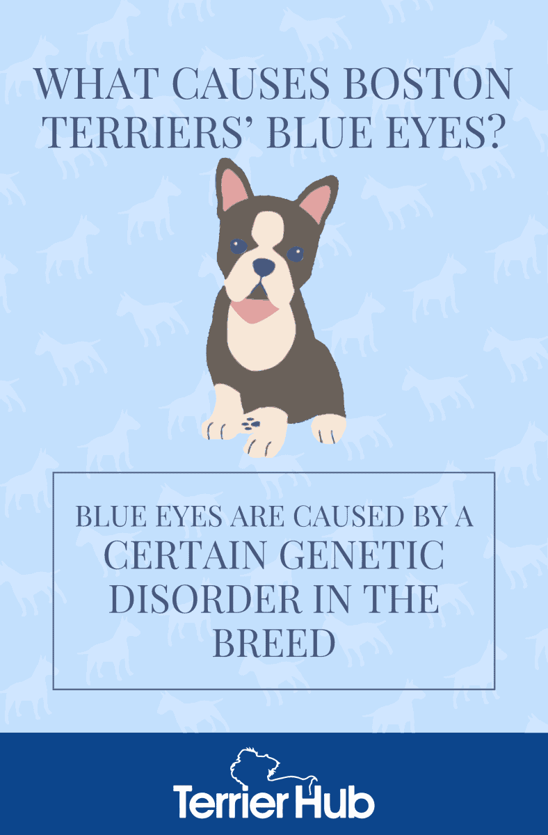 Graphic image of a Boston Terrier with a text stating what causes Boston Terriers to have blue eyes