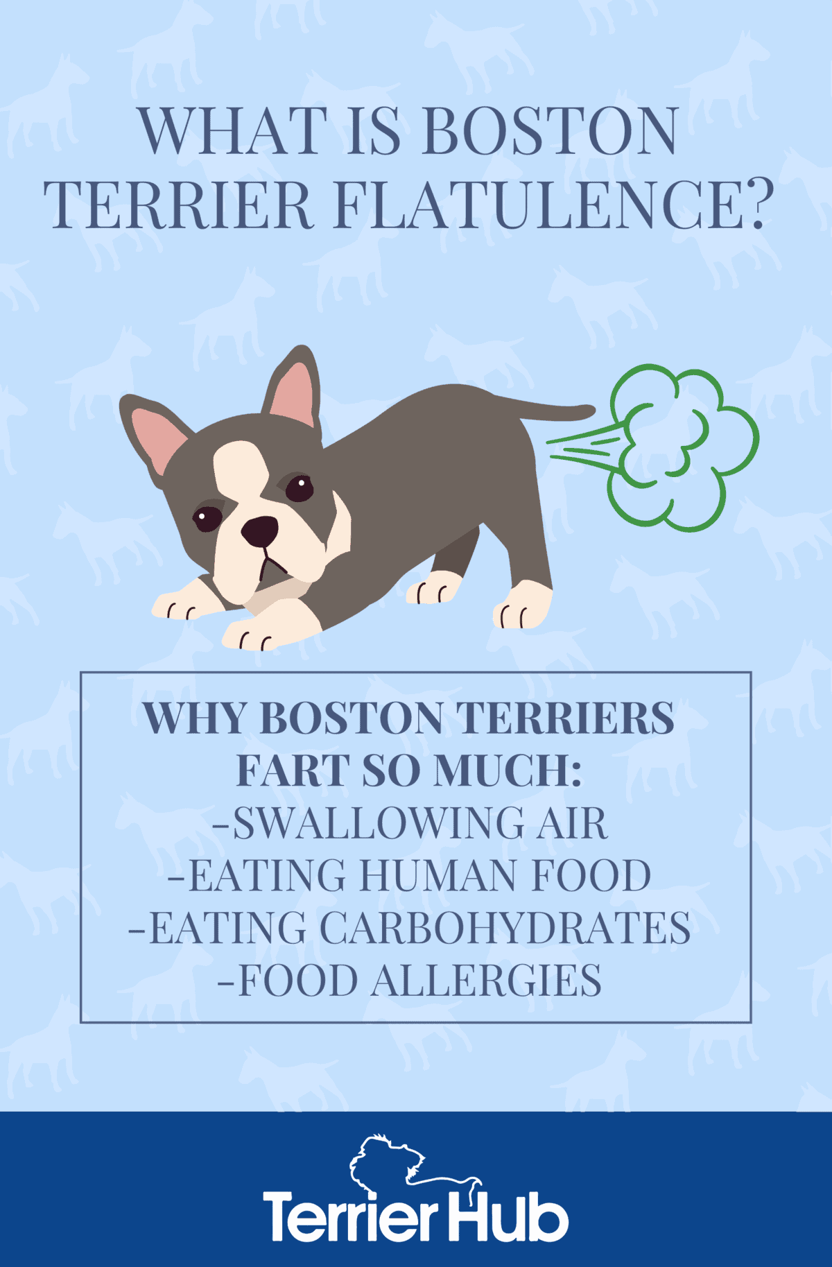 Everything You Need to Know About Boston Terrier Flatulence TerrierHub