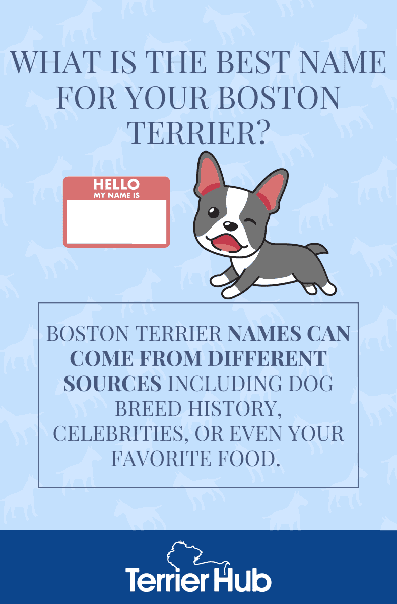 Graphic image of a Boston Terrier and a nametag with a text that shares that best names for Boston Terriers
