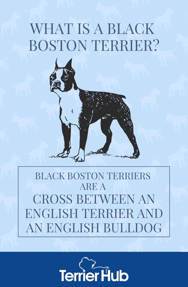 Graphic image of a Boston Terrier with a text describing the Black Boston Terrier breeds