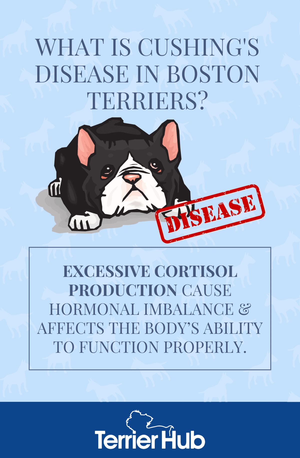 Cushing's Disease in Boston Terriers TerrierHub