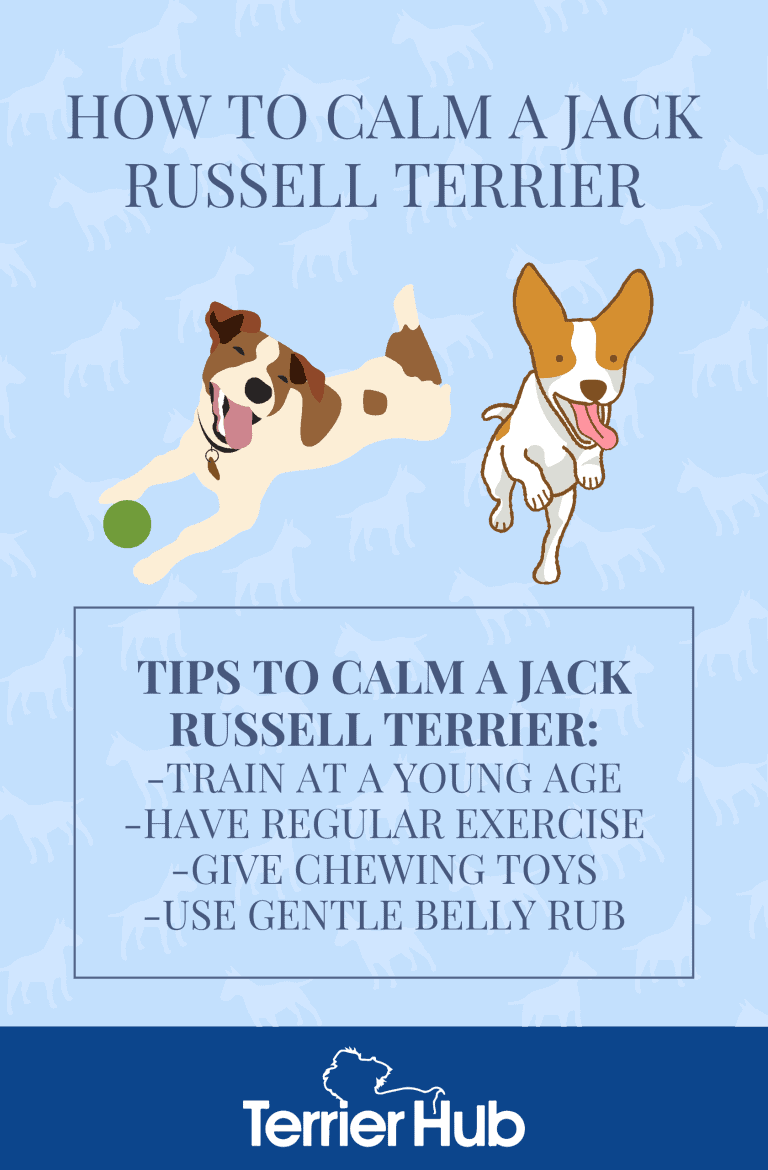 How to Calm a Jack Russell Terrier Terrier Hub