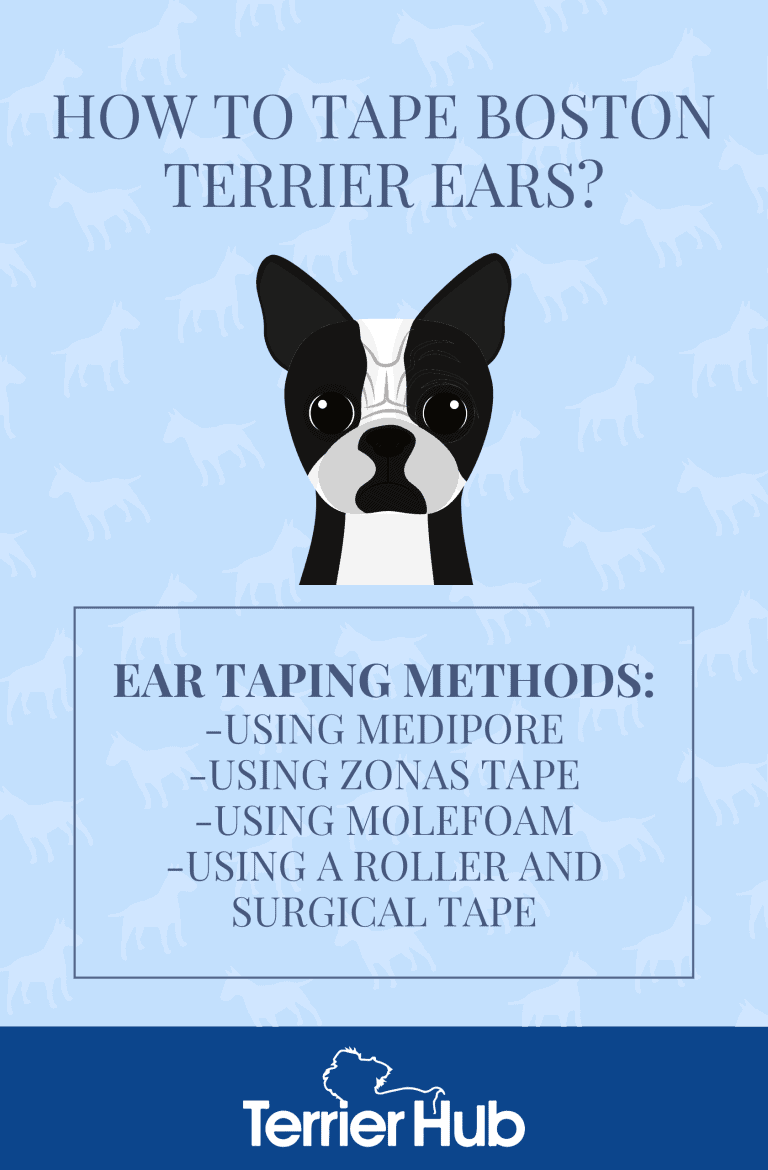 How to Tape Boston Terrier Ears Terrier Hub