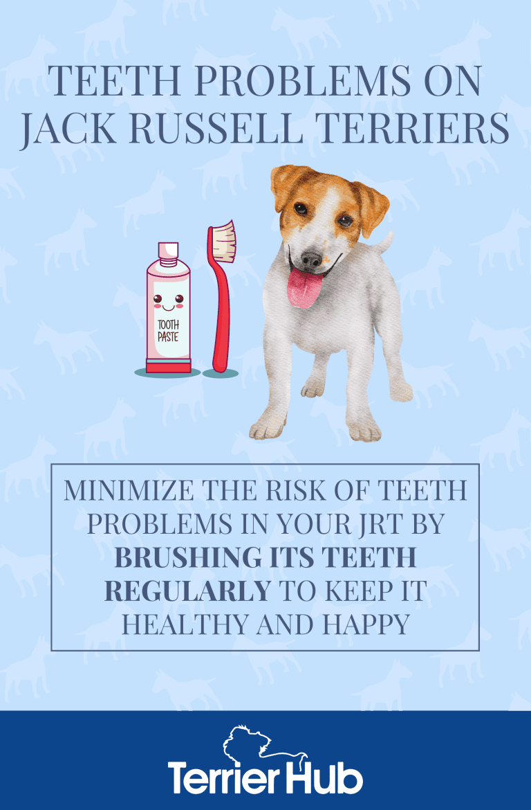 How to Treat a Jack Russell Terrier’s Teeth Problems Terrier Hub