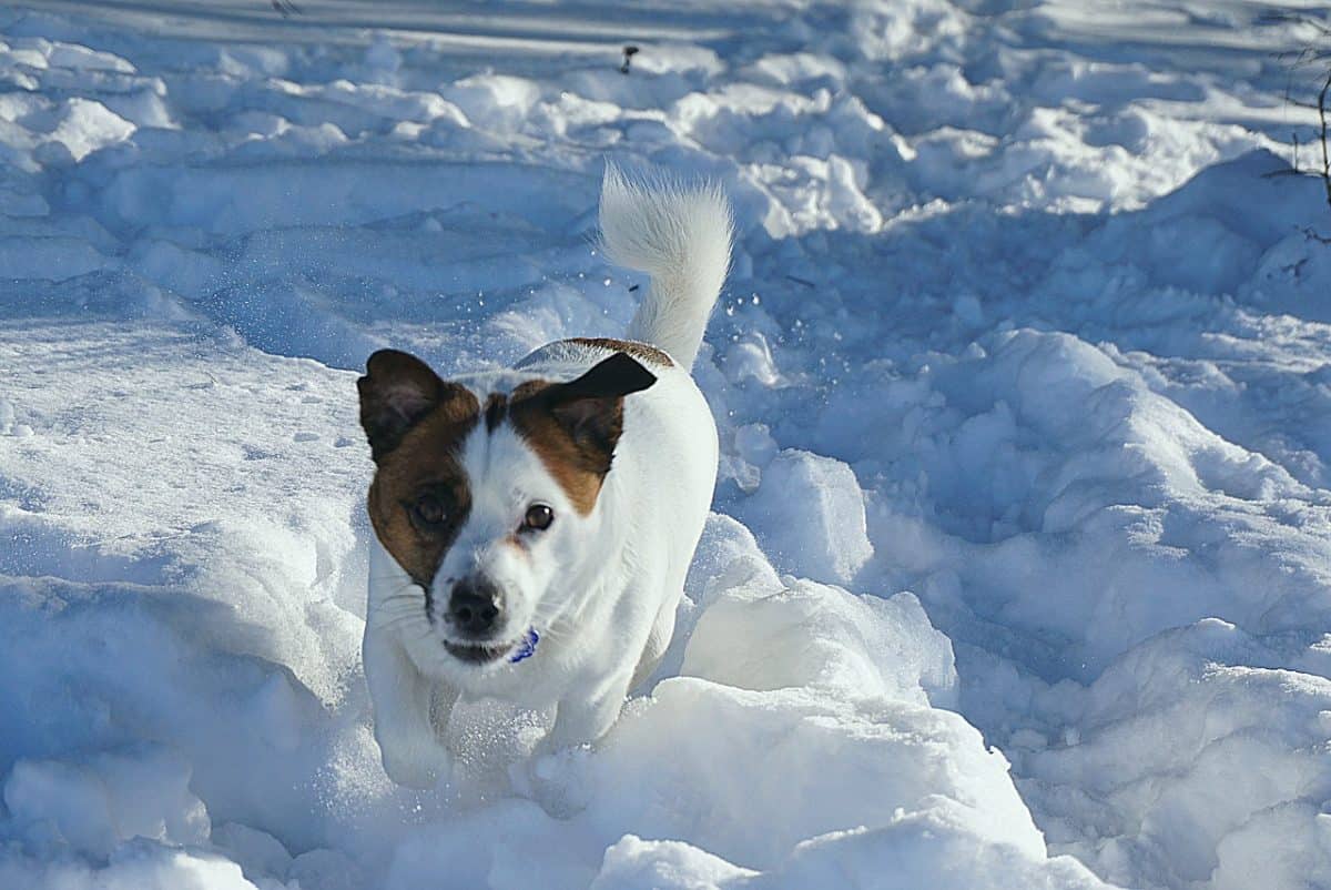 Jack Russell terrier with white and brown coating playing on the snow