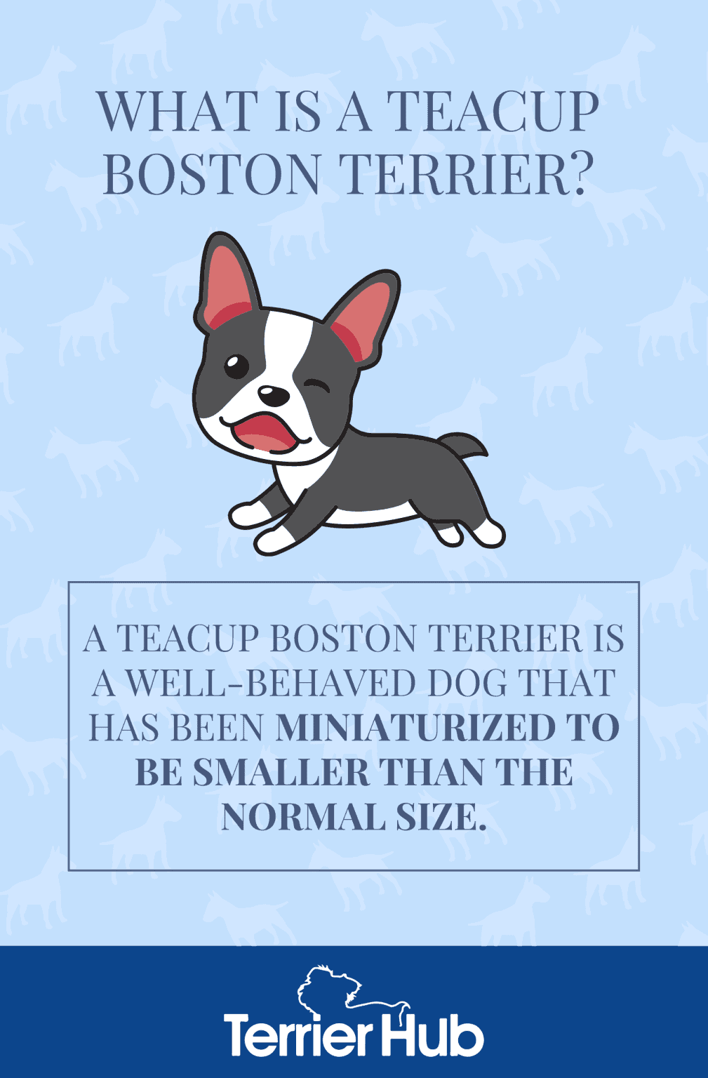 Everything You Need To Know About a Teacup Boston Terrier TerrierHub