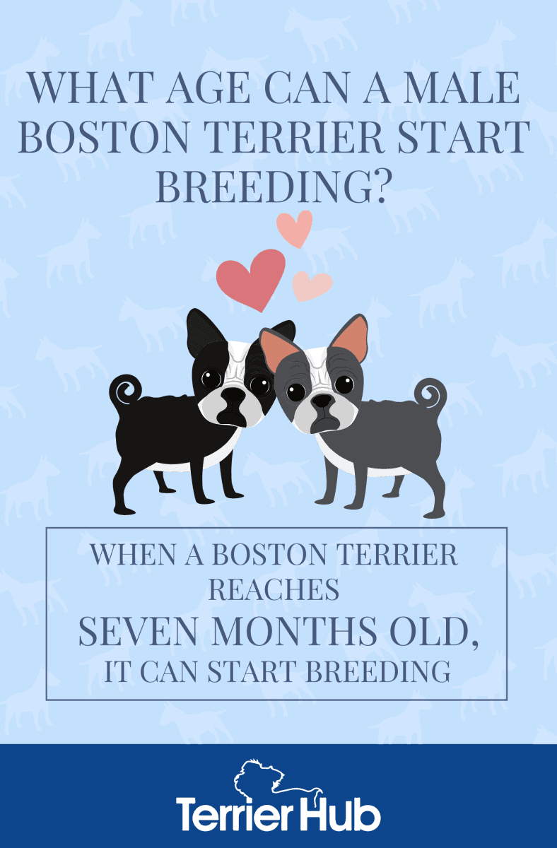Graphic image of a pair of Boston Terriers with a text explaining what age Boston Terriers can start breeding