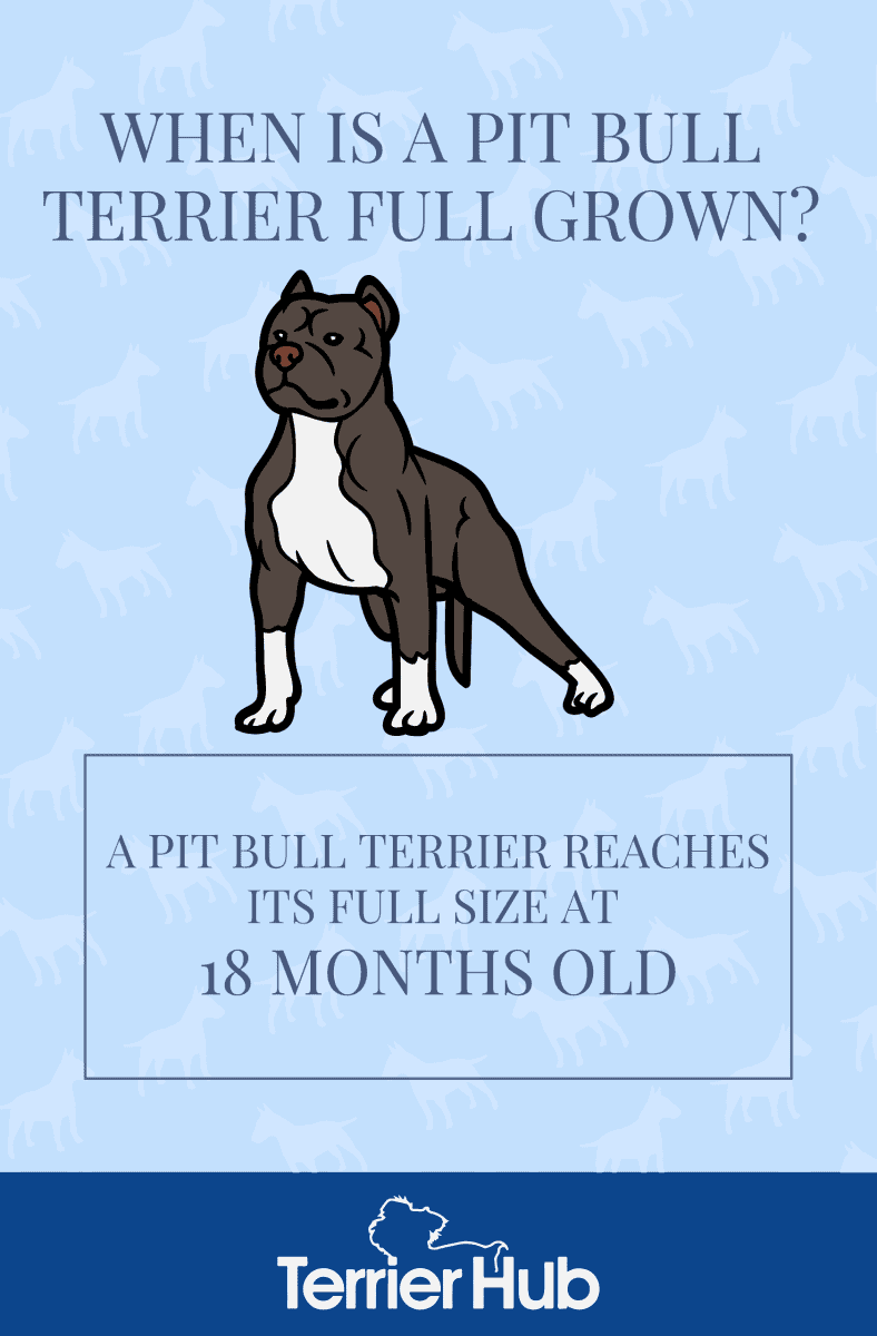 Graphic image of a Pit Bull Terrier with a text that states when a Pit Bull Terrier is fully grown