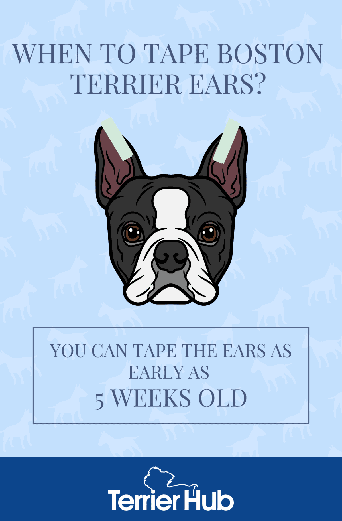 When to Tape Boston Terrier Ears TerrierHub