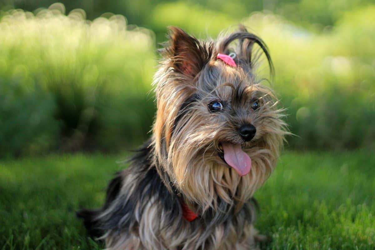 A brown and black Yorkshire terrier wearing a pink clip and a red collar sitting on a grass field