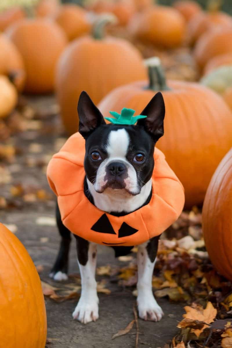 A Boston Terrier wears an orange pumpkin costume with a green stem on its head, standing amidst many real pumpkins.