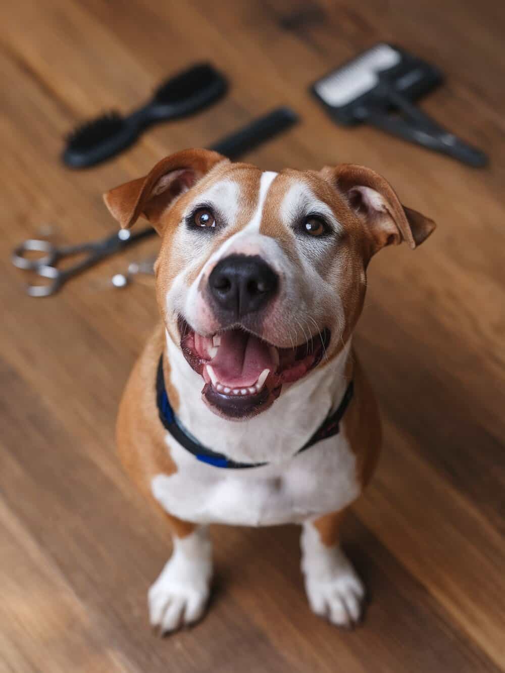A variety of grooming tools for Staffordshire Bull Terriers, including brushes, scissors, and combs.