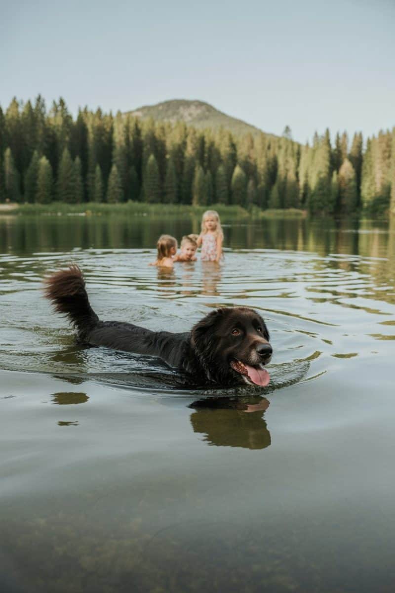 A Newfoundland Terrier mix dog swimming in a lake with children playing nearby.