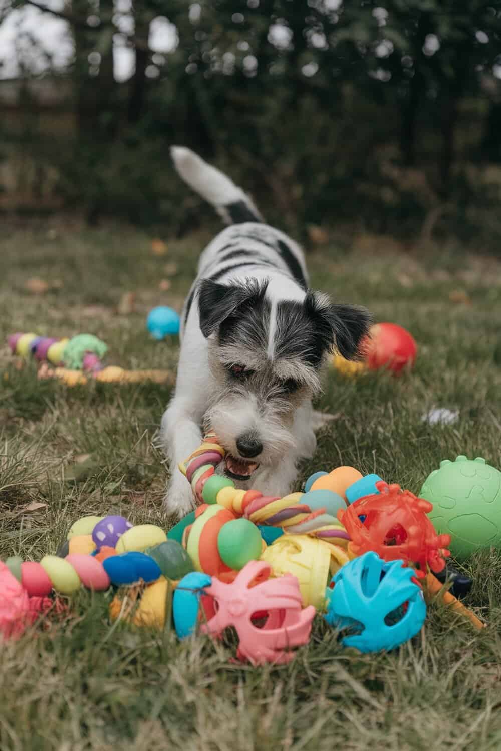 A terrier mix dog playing with colorful toys on the grass.